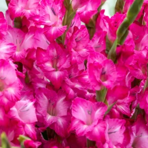 10 Gladiolus bulbs, Gladiolus Flowers Bulbs, Hardy Gladiolus Bulbs, Giant Gladiolus Bulbs For Planting In Spring