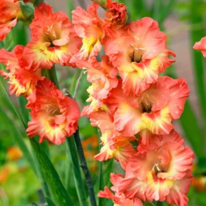 10 Gladiolus bulbs, Gladiolus Flowers Bulbs, Hardy Gladiolus Bulbs, Giant Gladiolus Bulbs For Planting In Spring