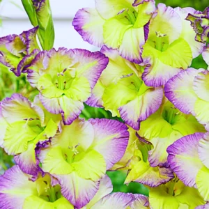 10 Gladiolus bulbs, Gladiolus Flowers Bulbs, Hardy Gladiolus Bulbs, Giant Gladiolus Bulbs For Planting In Spring