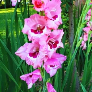 10 Gladiolus bulbs, Gladiolus Flowers Bulbs, Hardy Gladiolus Bulbs, Giant Gladiolus Bulbs For Planting In Spring