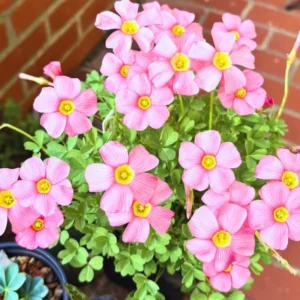 Oxalis Triangularis Live Plant, Rare Live House Plant, Oxalis Plant 3.5 Inches Pot, Shamrock Oxalis Plant