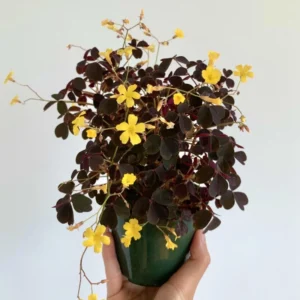 Oxalis Triangularis Live Plant, Rare Live House Plant, Oxalis Plant 3.5 Inches Pot, Shamrock Oxalis Plant
