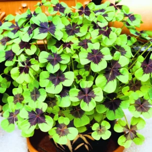 Oxalis Triangularis Live Plant, Rare Live House Plant, Oxalis Plant 3.5 Inches Pot, Shamrock Oxalis Plant