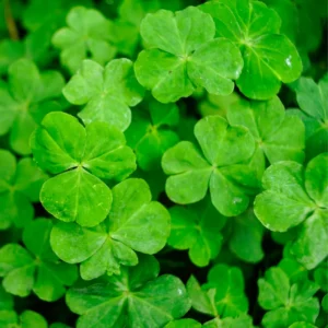 Oxalis Triangularis Live Plant, Rare Live House Plant, Oxalis Plant 3.5 Inches Pot, Shamrock Oxalis Plant