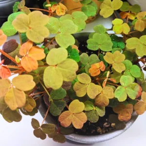 Oxalis Triangularis Live Plant, Rare Live House Plant, Oxalis Plant 3.5 Inches Pot, Shamrock Oxalis Plant