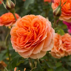 Rose Plant, Rose Bush Plant Live In 4 Inches Pot, Rose Flower Plant, Flowering Plant For Houseplant Gardening