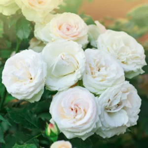 Rose Plant, Rose Bush Plant Live In 4 Inches Pot, Rose Flower Plant, Flowering Plant For Houseplant Gardening