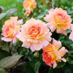 Rose Plant, Rose Bush Plant Live In 4 Inches Pot, Rose Flower Plant, Flowering Plant For Houseplant Gardening