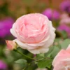 Rose Plant, Rose Bush Plant Live In 4 Inches Pot, Rose Flower Plant, Flowering Plant For Houseplant Gardening