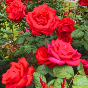 Rose Plant, Rose Bush Plant Live In 4 Inches Pot, Rose Flower Plant, Flowering Plant For Houseplant Gardening
