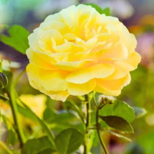 Rose Plant, Rose Bush Plant Live In 4 Inches Pot, Rose Flower Plant, Flowering Plant For Houseplant Gardening