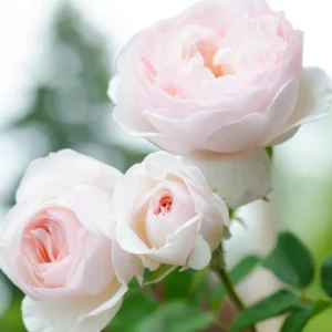 Rose Plant, Rose Bush Plant Live In 4 Inches Pot, Rose Flower Plant, Flowering Plant For Houseplant Gardening