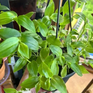 Wandering Jew Plant, Tradescantia Plant Live 2.5 Inches Pot, Rare Tradescantia Zebrina Plant, Houseplant, Foliage Plant, Vine Plant Live