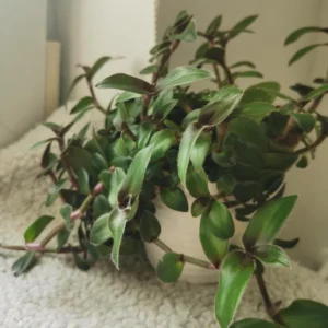 Wandering Jew Plant, Tradescantia Plant Live 2.5 Inches Pot, Rare Tradescantia Zebrina Plant, Houseplant, Foliage Plant, Vine Plant Live