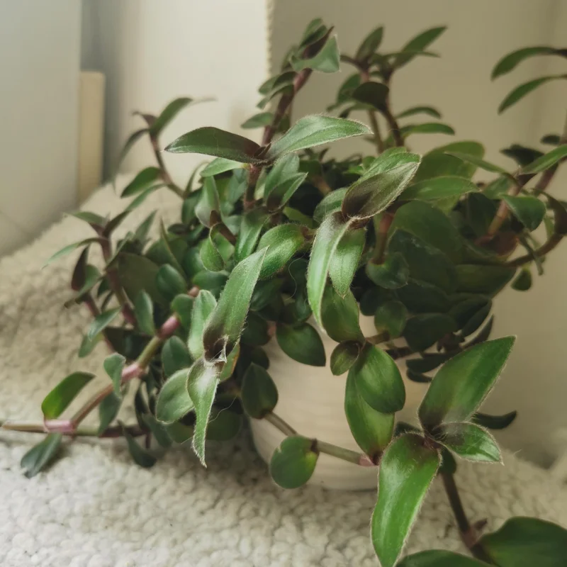 Wandering Jew Plant, Tradescantia Plant Live 2.5 Inches Pot, Rare Tradescantia Zebrina Plant, Houseplant, Foliage Plant, Vine Plant Live