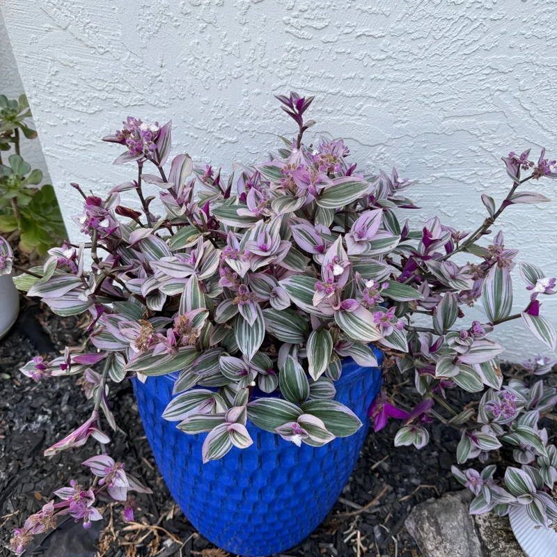 Wandering Jew Plant, Tradescantia Plant Live 2.5 Inches Pot, Rare Tradescantia Zebrina Plant, Houseplant, Foliage Plant, Vine Plant Live