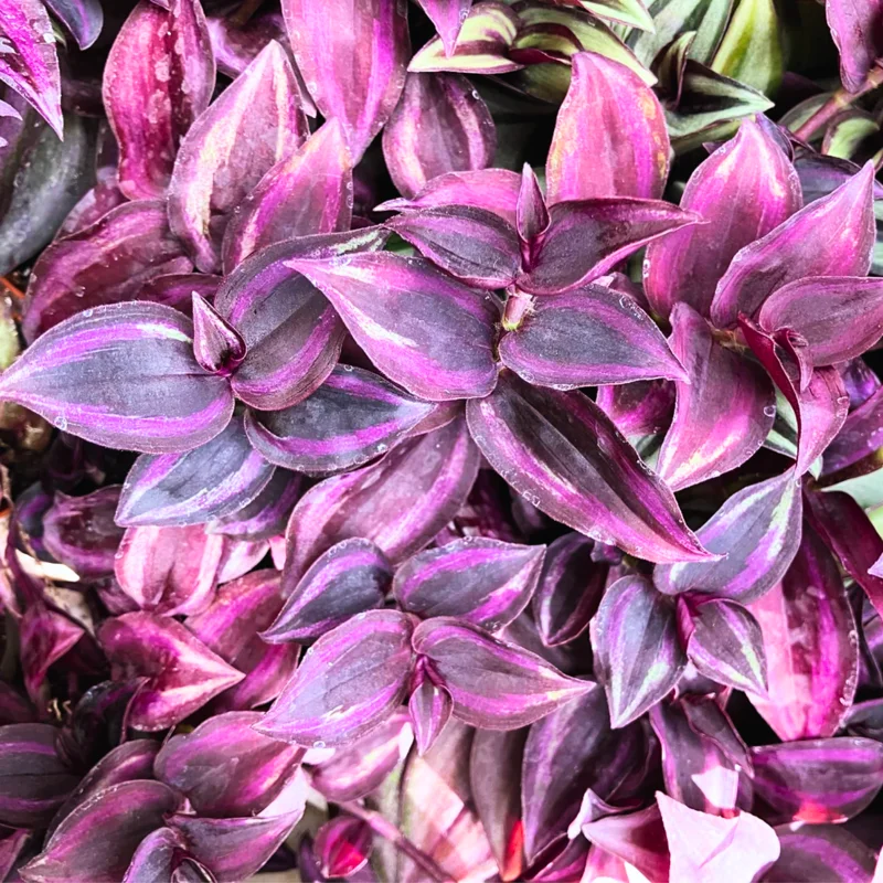 Wandering Jew Plant, Tradescantia Plant Live 2.5 Inches Pot, Rare Tradescantia Zebrina Plant, Houseplant, Foliage Plant, Vine Plant Live