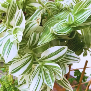 Wandering Jew Plant, Tradescantia Plant Live 2.5 Inches Pot, Rare Tradescantia Zebrina Plant, Houseplant, Foliage Plant, Vine Plant Live