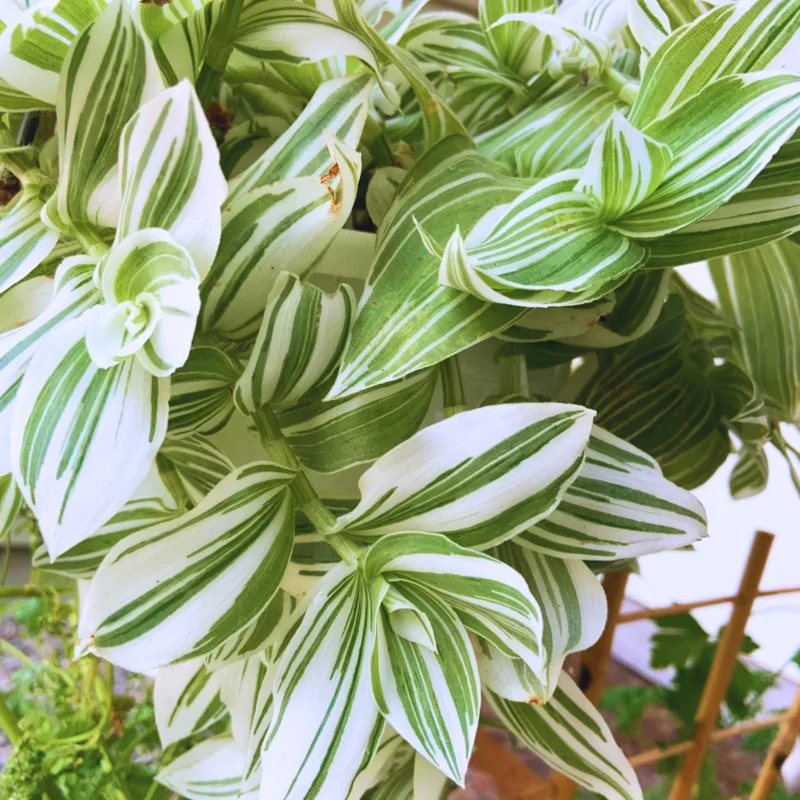 Wandering Jew Plant, Tradescantia Plant Live 2.5 Inches Pot, Rare Tradescantia Zebrina Plant, Houseplant, Foliage Plant, Vine Plant Live