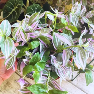 Wandering Jew Plant, Tradescantia Plant Live 2.5 Inches Pot, Rare Tradescantia Zebrina Plant, Houseplant, Foliage Plant, Vine Plant Live