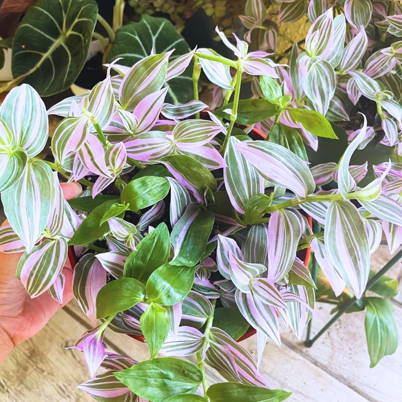 Wandering Jew Plant, Tradescantia Plant Live 2.5 Inches Pot, Rare Tradescantia Zebrina Plant, Houseplant, Foliage Plant, Vine Plant Live
