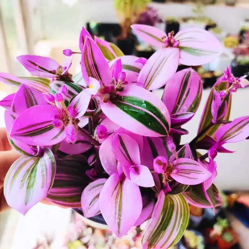 Wandering Jew Plant, Tradescantia Plant Live 2.5 Inches Pot, Rare Tradescantia Zebrina Plant, Houseplant, Foliage Plant, Vine Plant Live