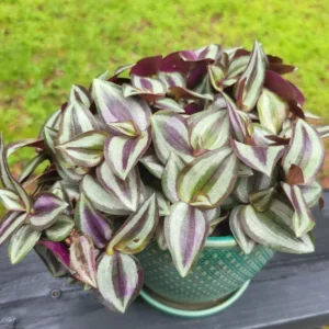 Wandering Jew Plant, Tradescantia Plant Live 2.5 Inches Pot, Rare Tradescantia Zebrina Plant, Houseplant, Foliage Plant, Vine Plant Live