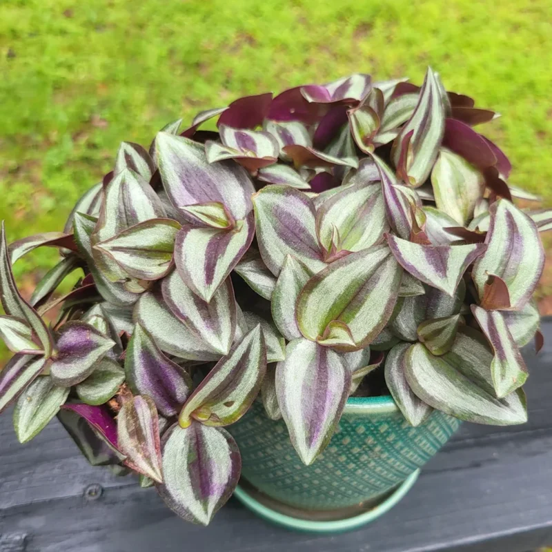 Wandering Jew Plant, Tradescantia Plant Live 2.5 Inches Pot, Rare Tradescantia Zebrina Plant, Houseplant, Foliage Plant, Vine Plant Live