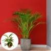 2 Live Parlor Palm Tree Plant Potted, Chamaedorea Elegans Palm in 2 Inc Pot , Houseplant Neanthe Bella Palm Tree Plant, Live House Plants Indoors