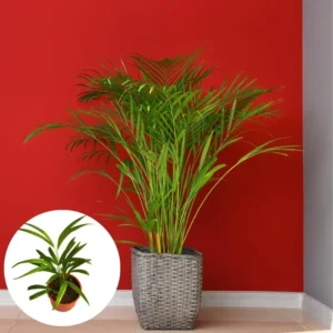 2 Live Parlor Palm Tree Plant Potted, Chamaedorea Elegans Palm in 2 Inc Pot , Houseplant Neanthe Bella Palm Tree Plant, Live House Plants Indoors