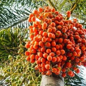 2 Live Parlor Palm Tree Plant Potted, Chamaedorea Elegans Palm in 2 Inc Pot , Houseplant Neanthe Bella Palm Tree Plant, Live House Plants Indoors