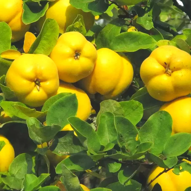 Quince Tree Fruit Live Plant, 1 Year Old Tree Dormant, No Leaf, Well Rooted, 8-12 Inc Tall