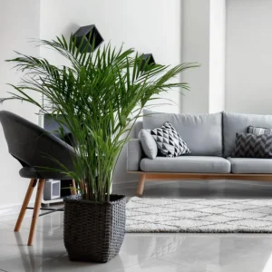 2 Live Parlor Palm Tree Plant Potted, Chamaedorea Elegans Palm in 2 Inc Pot , Houseplant Neanthe Bella Palm Tree Plant, Live House Plants Indoors