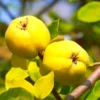Quince Tree Fruit Live Plant, 1 Year Old Tree Dormant, No Leaf, Well Rooted, 8-12 Inc Tall
