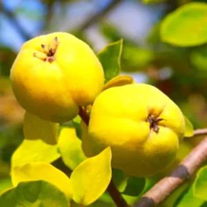 Quince Tree Fruit Live Plant, 1 Year Old Tree Dormant, No Leaf, Well Rooted, 8-12 Inc Tall