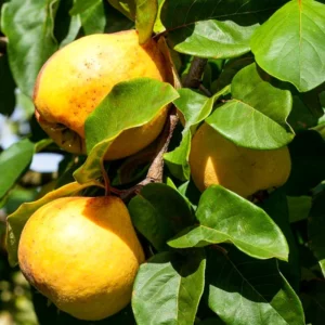 Quince Tree Fruit Live Plant, 1 Year Old Tree Dormant, No Leaf, Well Rooted, 8-12 Inc Tall