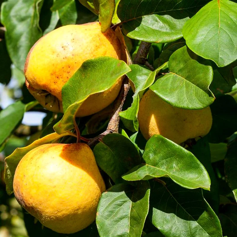 Quince Tree Fruit Live Plant, 1 Year Old Tree Dormant, No Leaf, Well Rooted, 8-12 Inc Tall