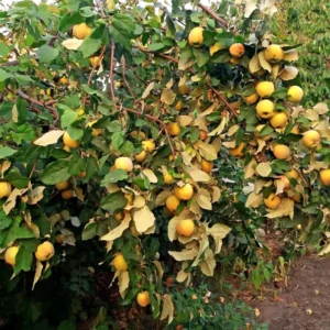 Quince Tree Fruit Live Plant, 1 Year Old Tree Dormant, No Leaf, Well Rooted, 8-12 Inc Tall