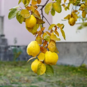 Quince Tree Fruit Live Plant, 1 Year Old Tree Dormant, No Leaf, Well Rooted, 8-12 Inc Tall