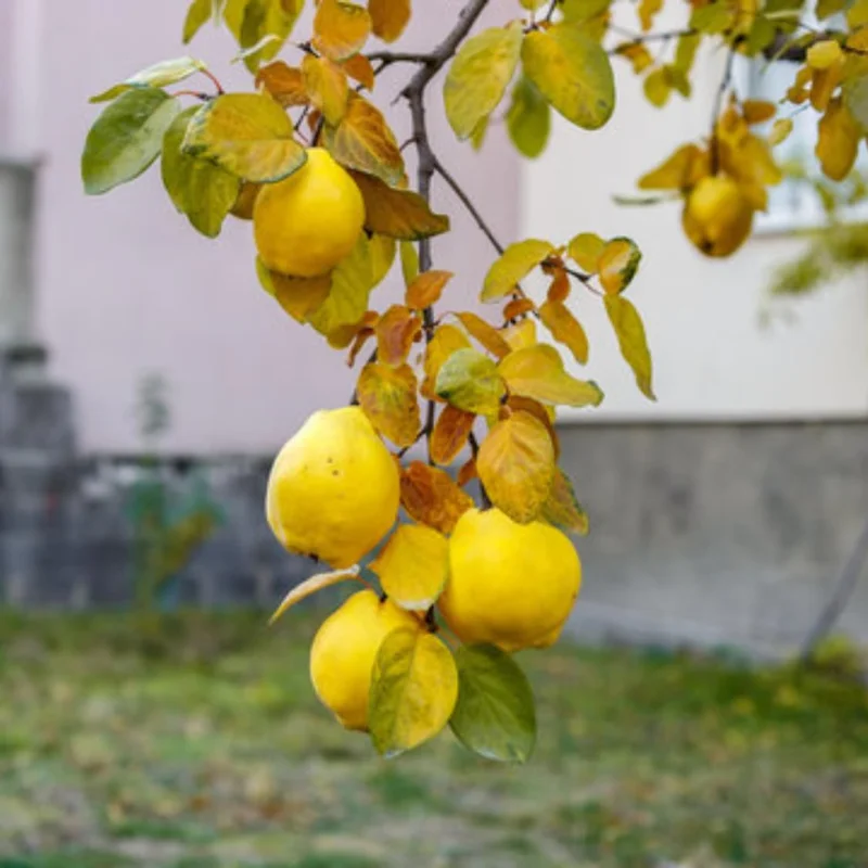 Quince Tree Fruit Live Plant, 1 Year Old Tree Dormant, No Leaf, Well Rooted, 8-12 Inc Tall
