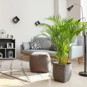 2 Live Parlor Palm Tree Plant Potted, Chamaedorea Elegans Palm in 2 Inc Pot , Houseplant Neanthe Bella Palm Tree Plant, Live House Plants Indoors