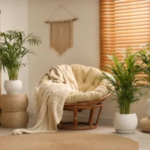 2 Live Parlor Palm Tree Plant Potted, Chamaedorea Elegans Palm in 2 Inc Pot , Houseplant Neanthe Bella Palm Tree Plant, Live House Plants Indoors