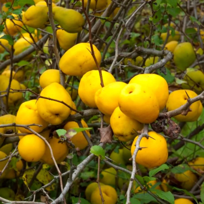 Quince Tree Fruit Live Plant, 1 Year Old Tree Dormant, No Leaf, Well Rooted, 8-12 Inc Tall