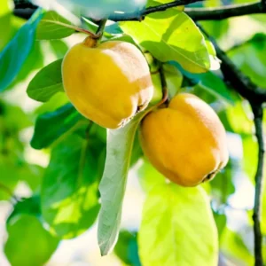 Quince Tree Fruit Live Plant, 1 Year Old Tree Dormant, No Leaf, Well Rooted, 8-12 Inc Tall