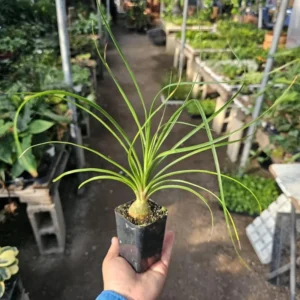 Pony Tail Palm Live Plant, Beaucarnea Multi Palm in 2 Inc Tall Potted, Houseplant Beaucarnea Recurvata