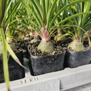 Pony Tail Palm Live Plant, Beaucarnea Multi Palm in 2 Inc Tall Potted, Houseplant Beaucarnea Recurvata