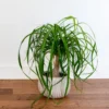 Ponytail Palm Plants 12 to 16 Inc Tall, Bonsai Palm Live Tree in 4 Inc Tall Potted, Houseplant Beaucarnea Recurvata, Easy to Grow Live Indoor Plant in Indoors Garden