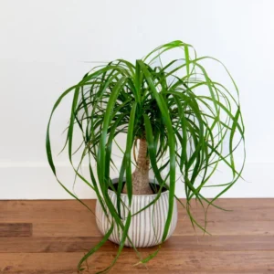 Ponytail Palm Plants 12 to 16 Inc Tall, Bonsai Palm Live Tree in 4 Inc Tall Potted, Houseplant Beaucarnea Recurvata, Easy to Grow Live Indoor Plant in Indoors Garden