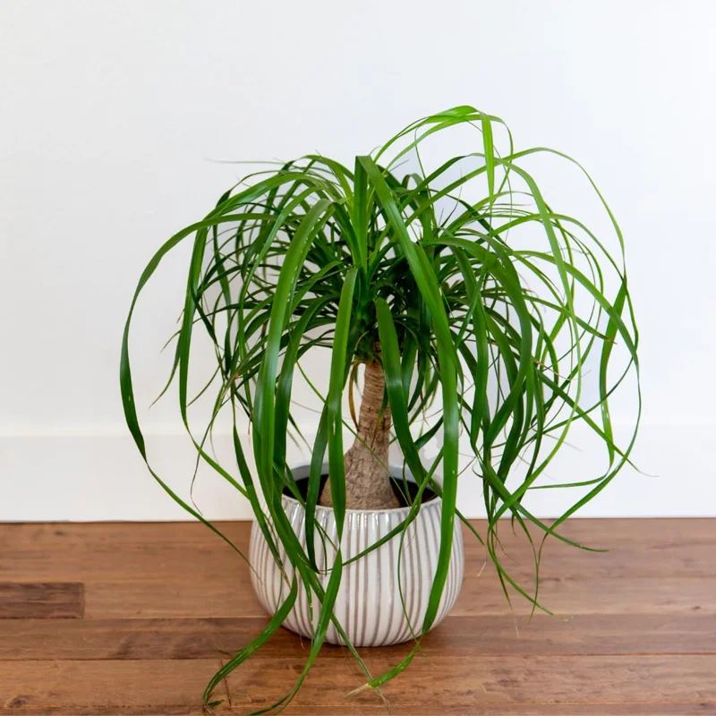 Ponytail Palm Plants 12 to 16 Inc Tall, Bonsai Palm Live Tree in 4 Inc Tall Potted, Houseplant Beaucarnea Recurvata, Easy to Grow Live Indoor Plant in Indoors Garden