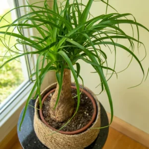 Ponytail Palm Plants 12 to 16 Inc Tall, Bonsai Palm Live Tree in 4 Inc Tall Potted, Houseplant Beaucarnea Recurvata, Easy to Grow Live Indoor Plant in Indoors Garden